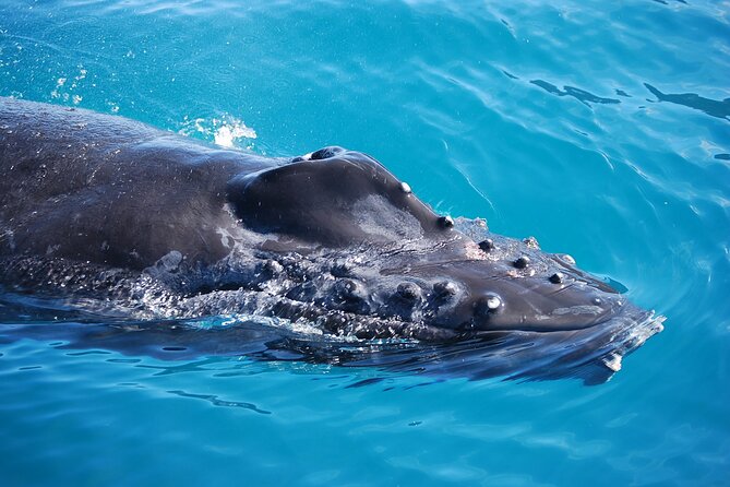 Whale Watching Expedition on Kauai - Tips for Making the Most of Your Whale Watching Experience