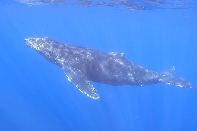 Whale Watching Experience in Cabo San Lucas - Booking and Cancellation Policy