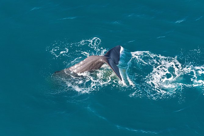 Whale Watching Flight in Kaikoura - Group Size and Learning