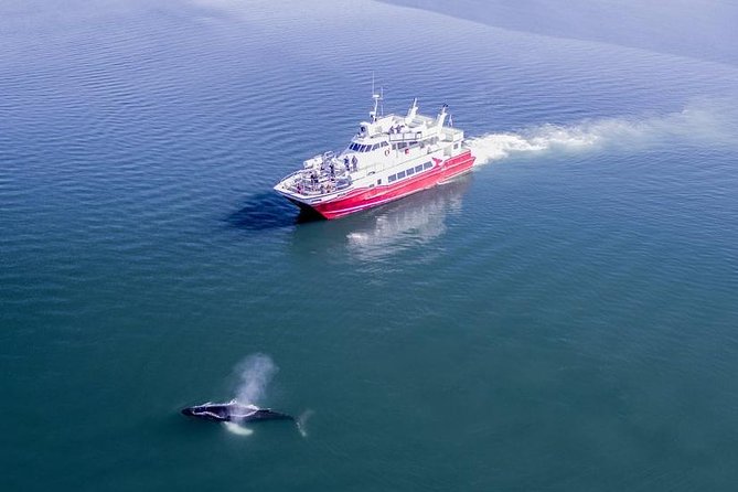 Whale Watching From Downtown Akureyri - What to Expect on the Tour