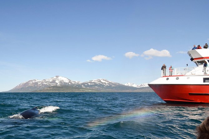 Whale Watching From Downtown Akureyri - Tips for a Memorable Experience