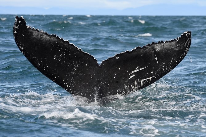 Whale Watching From Downtown Akureyri - Responsible Whale Watching Practices