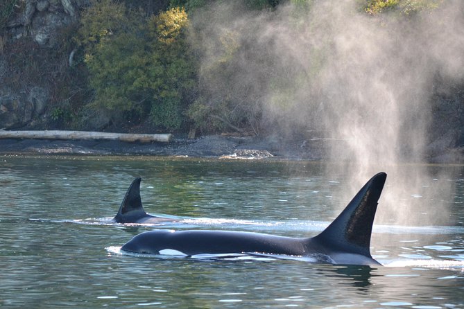 Whale Watching From Friday Harbor - Tips for a Successful Whale Watching Trip