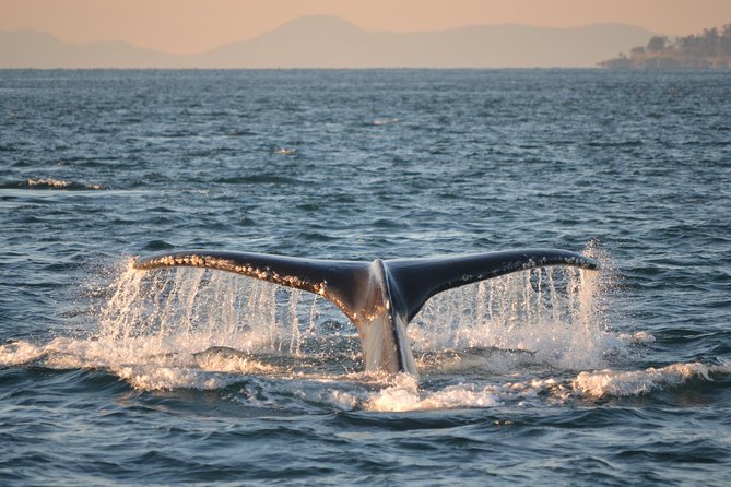 Whale Watching From Friday Harbor - Getting to Friday Harbor