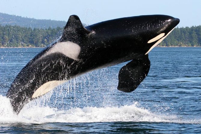 Whale Watching From Friday Harbor - What Sets This Tour Apart
