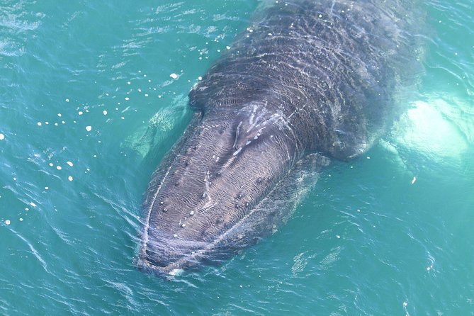 Whale Watching From the Heart of Akureyri - Accessibility and Safety Considerations