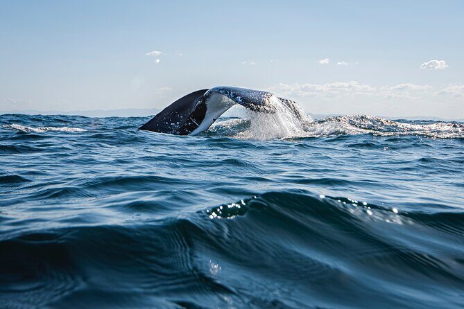 Whale Watching Gold Coast - An In-Depth Look at the Whale Watching Experience