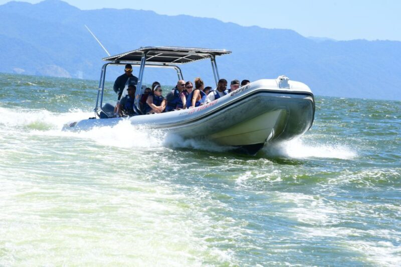 Whale Watching Guaranteed Experience in Puerto Vallarta - The Experience: From Start to Finish
