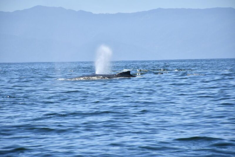 Whale Watching Guaranteed Experience in Puerto Vallarta - Pricing and Value