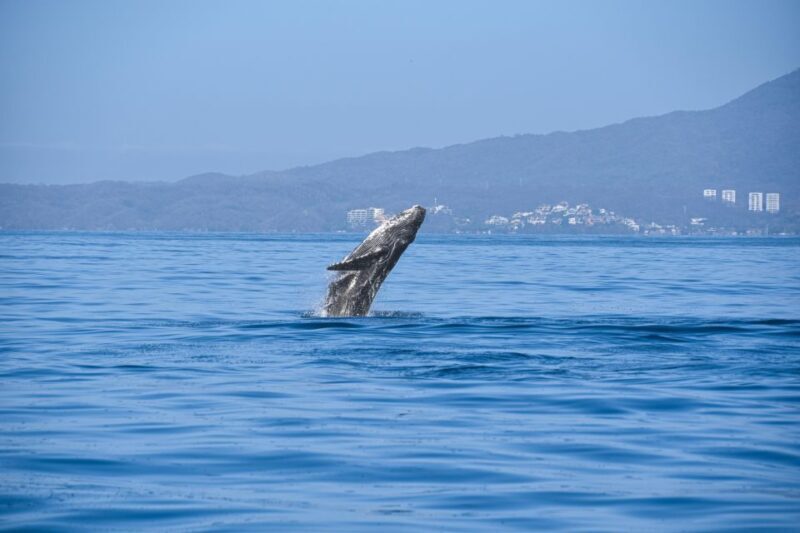 Whale Watching Guaranteed Experience in Puerto Vallarta - To sum it up