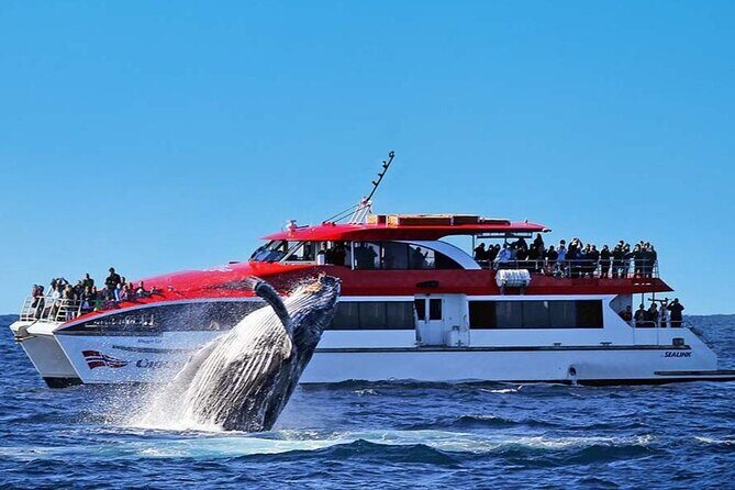 Whale Watching & Hop On Hop Off Sydney Harbour Explorer Cruise - What Makes This Tour Stand Out