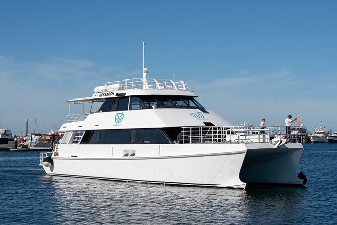 Whale Watching in Augusta Humpback and Southern Right Whales - A Detailed Look at the Augusta Whale Watching Experience  