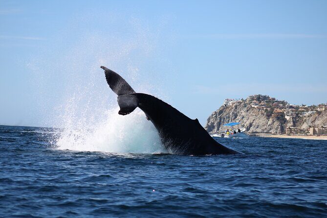 Whale Watching in Cabo San Lucas - In-Depth Review: What to Expect from the Whale Watching Tour