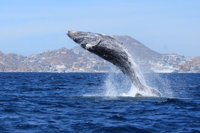 Whale Watching in Cabo San Lucas - FAQs