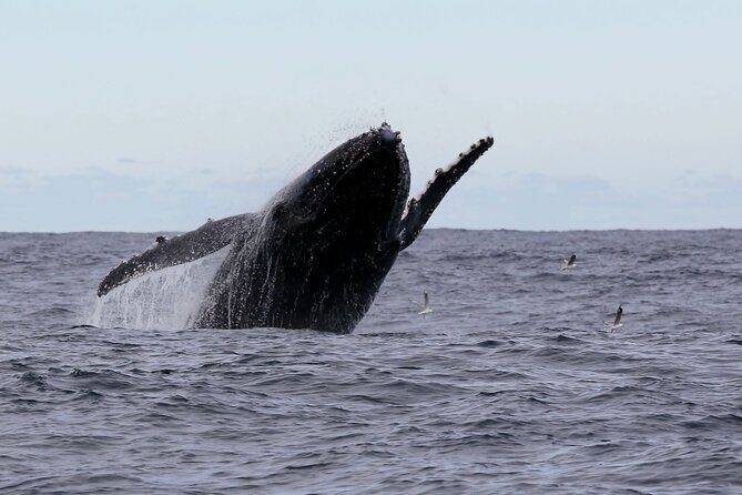 Whale Watching in Coffs Harbour - An Honest Look at Whale Watching in Coffs Harbour