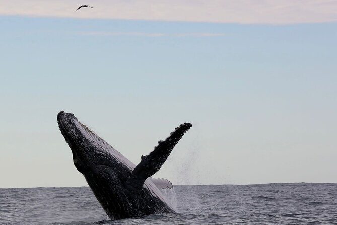 Whale Watching in Coffs Harbour - Authentic Reviews and Real-World Insights