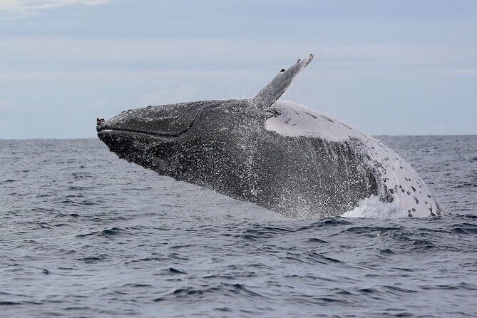 Whale Watching in Coffs Harbour - The Bottom Line: Is This Trip Worth It?