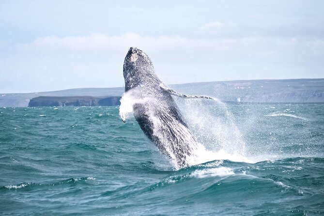 Whale Watching in Husavik - Inclusions and Amenities
