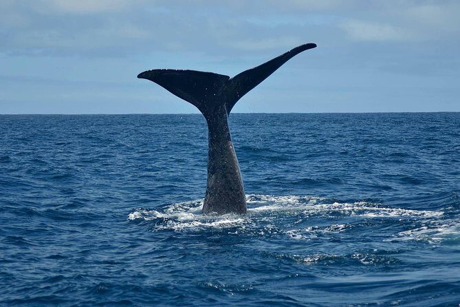 Whale Watching in Kaikoura by Boat - Introduction