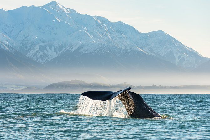 Whale Watching in Kaikoura by Boat - What to Expect on the Tour