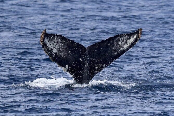 Whale Watching in Kona - Who Will Love This Experience?