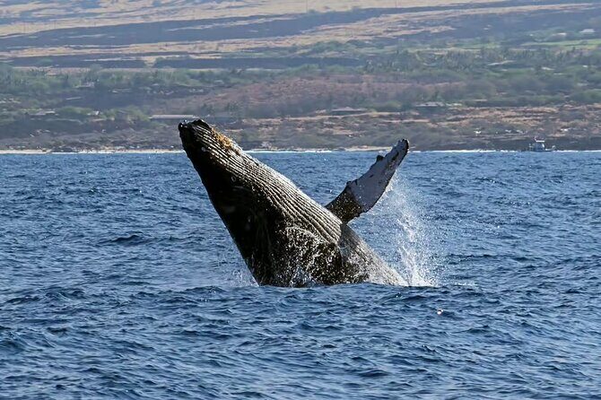 Whale Watching in Kona - FAQ