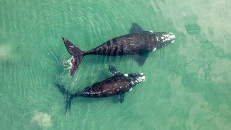Whale Watching in La Paz  Gray Whale Encounter - Key Points