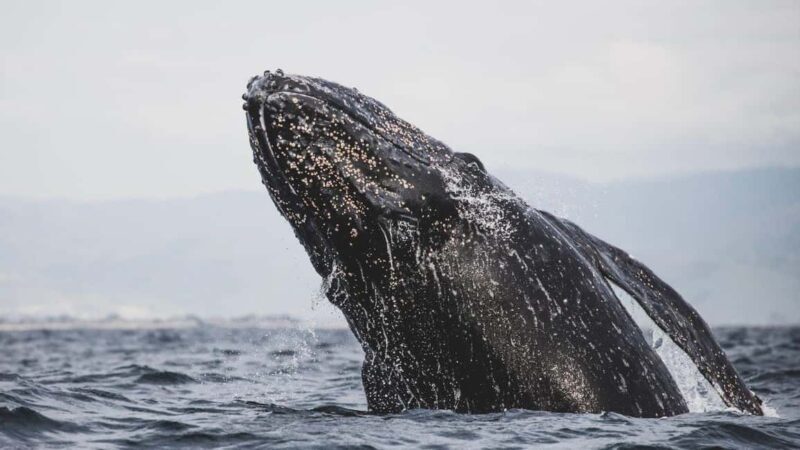 Whale Watching in La Paz  Gray Whale Encounter - What Makes the Experience Special