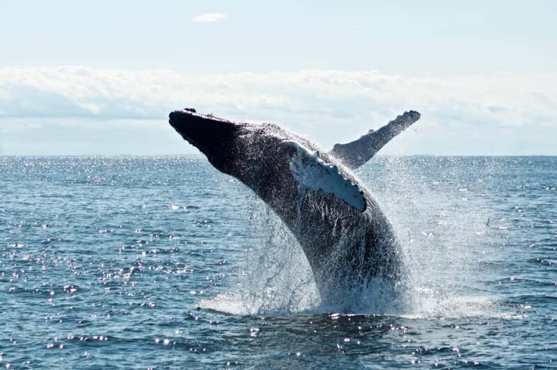 Whale Watching in La Paz  Gray Whale Encounter - Critical Aspects to Consider