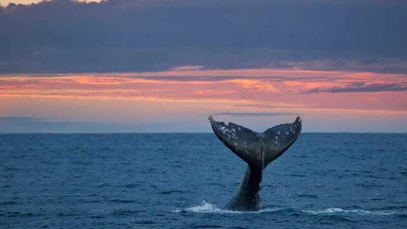 Whale Watching in La Paz  Gray Whale Encounter - Analyzing the Value