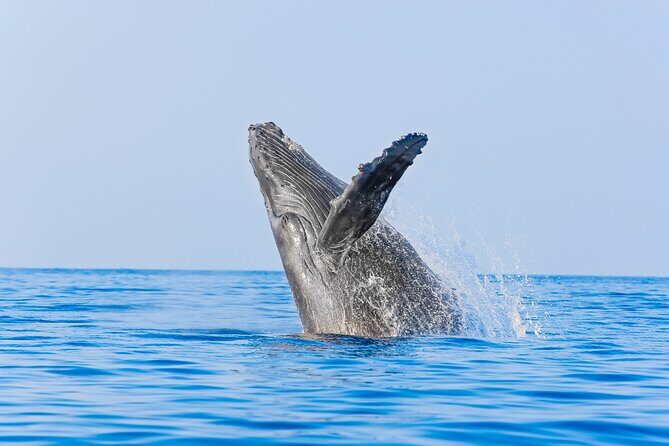 Whale Watching in Los Cabos  An Unforgettable Experience - Price and Value: Is It Worth It?
