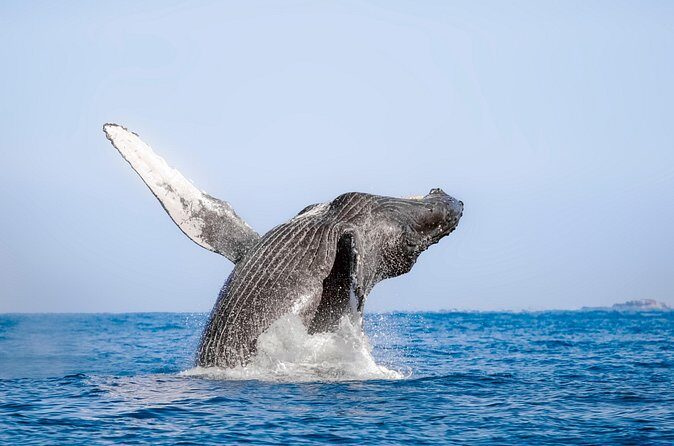 Whale Watching in Los Cabos  An Unforgettable Experience - What Recent Guest Feedback Tells Us