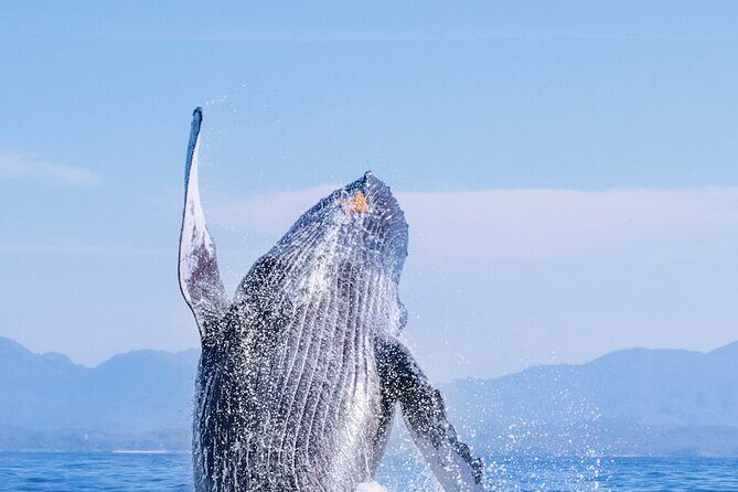 Whale Watching in Los Cabos  An Unforgettable Experience - Who Should Consider This Tour?