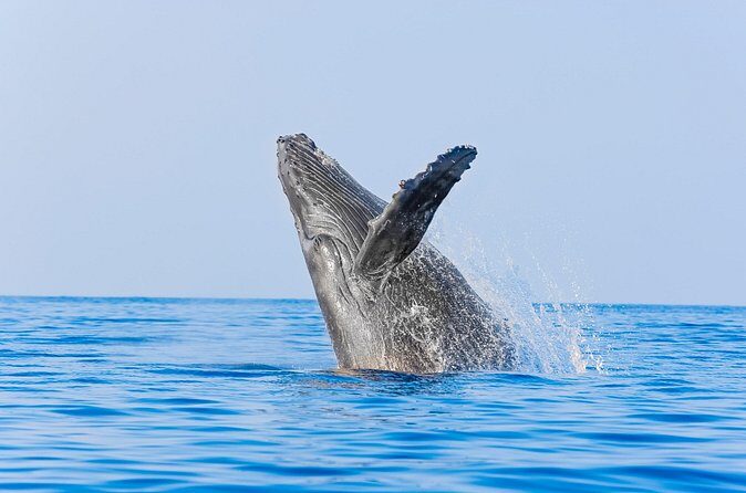 Whale Watching in Los Cabos  An Unforgettable Experience - Final Thoughts