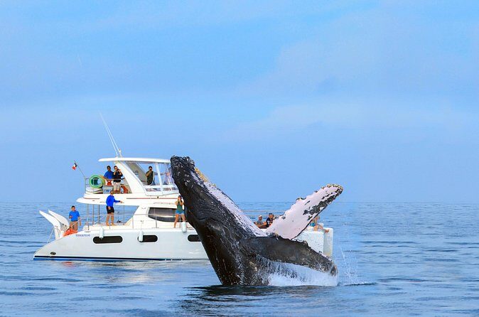 Whale Watching in Los Cabos  An Unforgettable Experience - FAQ
