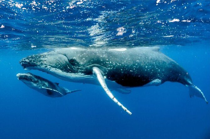 Whale watching in Moorea - The Value of the Tour