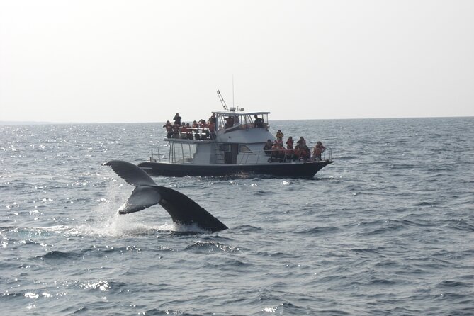 Whale Watching in Okinawa - Good To Know