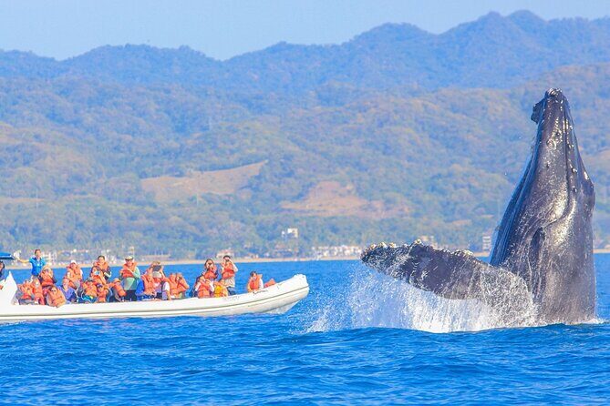 Whale Watching in Puerto Vallarta! - Key Points
