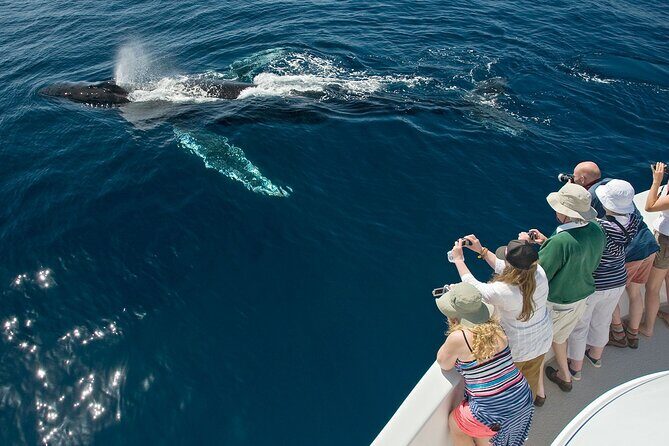 Whale Watching in Puerto Vallarta! - Final Thoughts: Is This Tour Right for You?