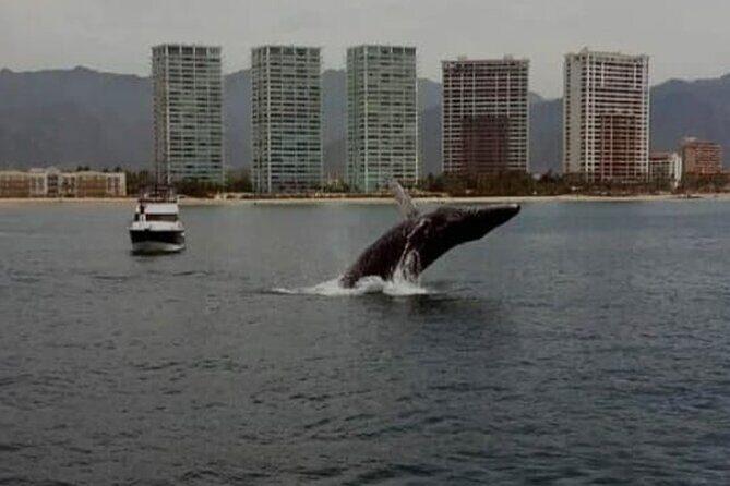 Whale Watching in Puerto Vallarta Bay - What’s Included and Why It Matters