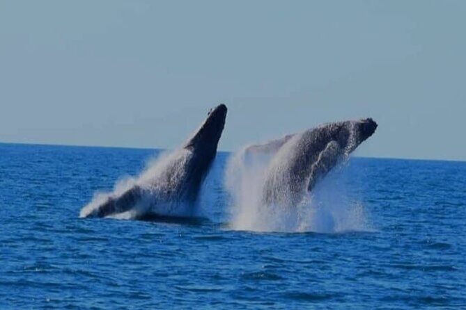 Whale Watching in Puerto Vallarta Bay - The Experience’s Value