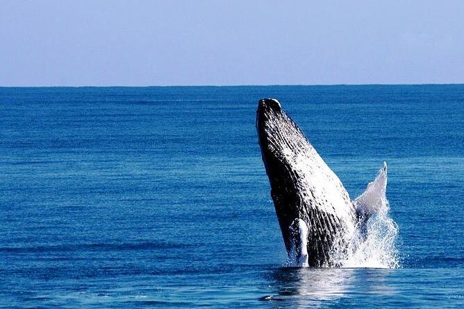 Whale Watching in Samana - Key Points