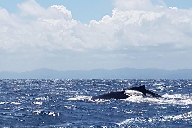 Whale Watching in Samana - Analyzing Value & Practical Tips