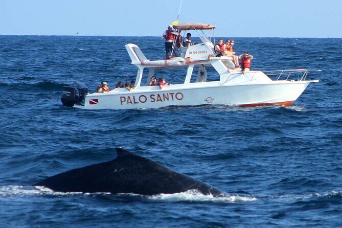 Whale Watching in Samana Bay from Las Terrenas - A Deep Dive into the Whale Watching Experience