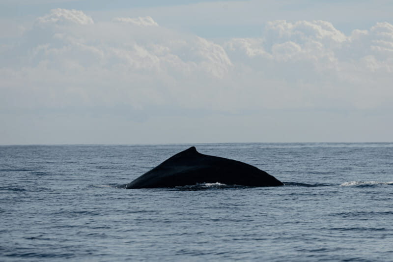 Whale Watching in San Jose del Cabo - Who Should Consider This Tour?