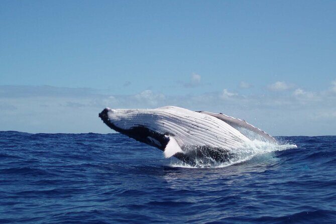 Whale watching in the calm of the peninsula with Ttahi tours - Key Points