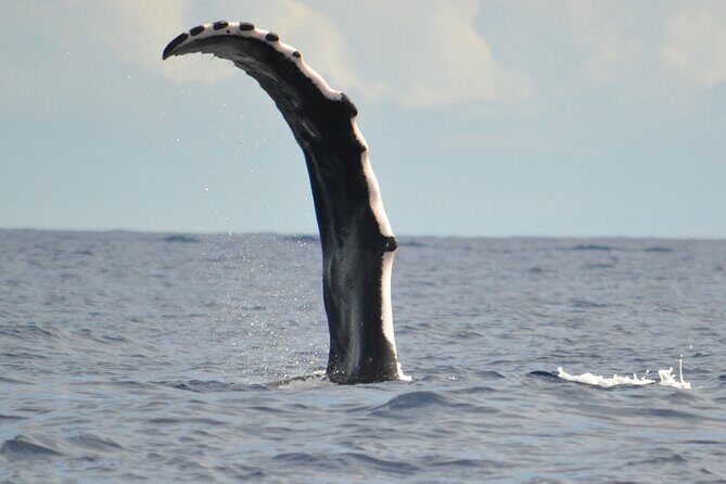 Whale watching in the calm of the peninsula with Ttahi tours - An Authentic and Respectful Whale Encounter