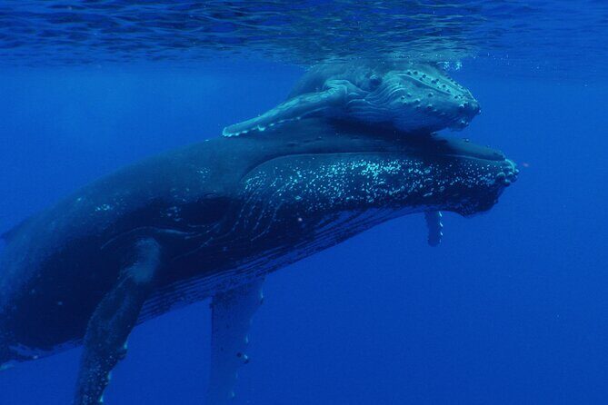 Whale watching in the calm of the peninsula with Ttahi tours - What Reviewers Say