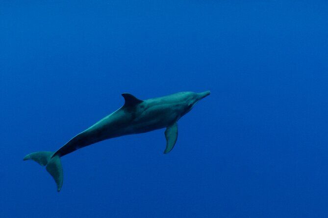Whale watching in the calm of the peninsula with Ttahi tours - The Sum Up: Who Is This Tour Best For?