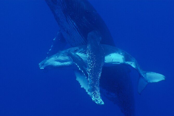 Whale watching in the calm of the peninsula with Ttahi tours - Frequently Asked Questions